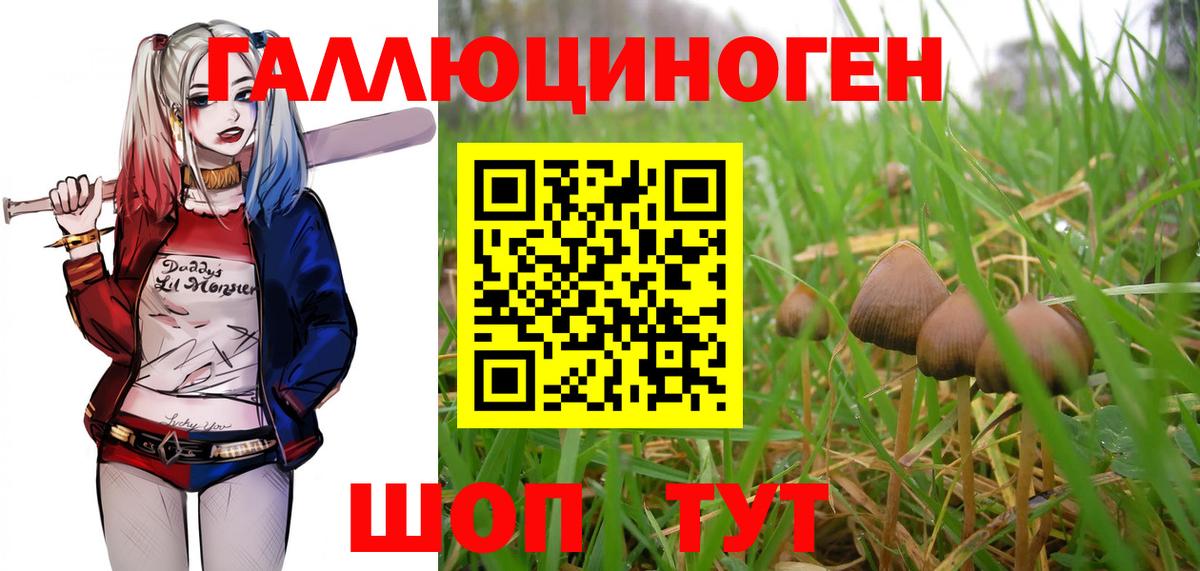 Псилоцибиновые грибы Cubensis Томск